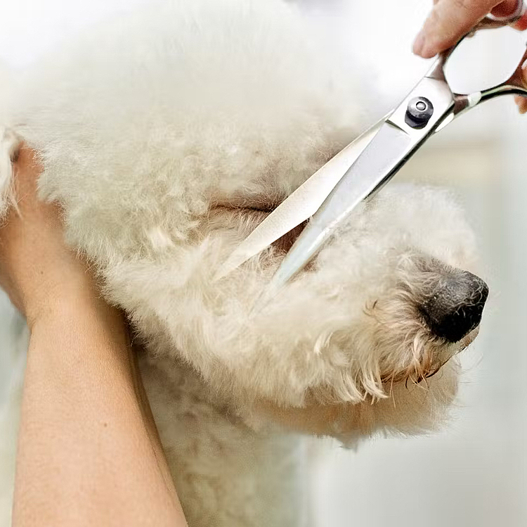 朝日くんの犬、ミントのカット✂️
めちゃくちゃ可愛い〜😂😊😂😗
ちなみに、オスだったかな??