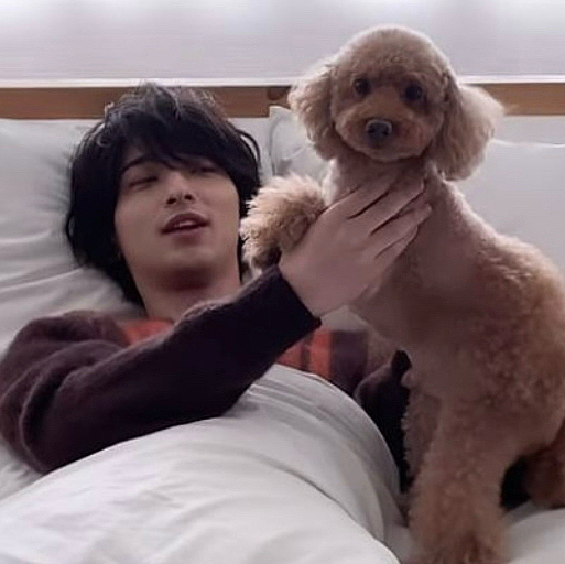 ☆流星くん☆とトイプードル🐶💕︎💕︎