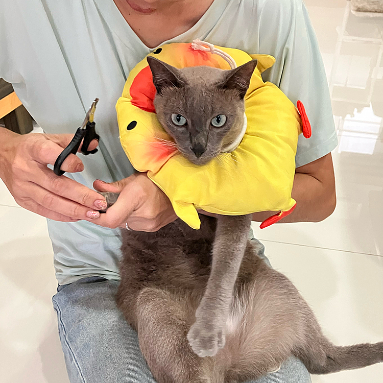 今日は爪切りの日。でも、おとなしく切らせてくれません。