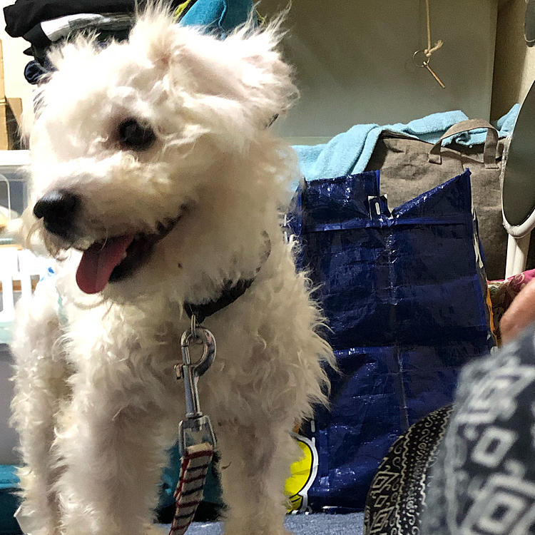 甘えん坊お嬢
毎回飼い主を見ると飛びかかってきてわ舐め倒される毎日だけど可愛くて怒れないのが現実