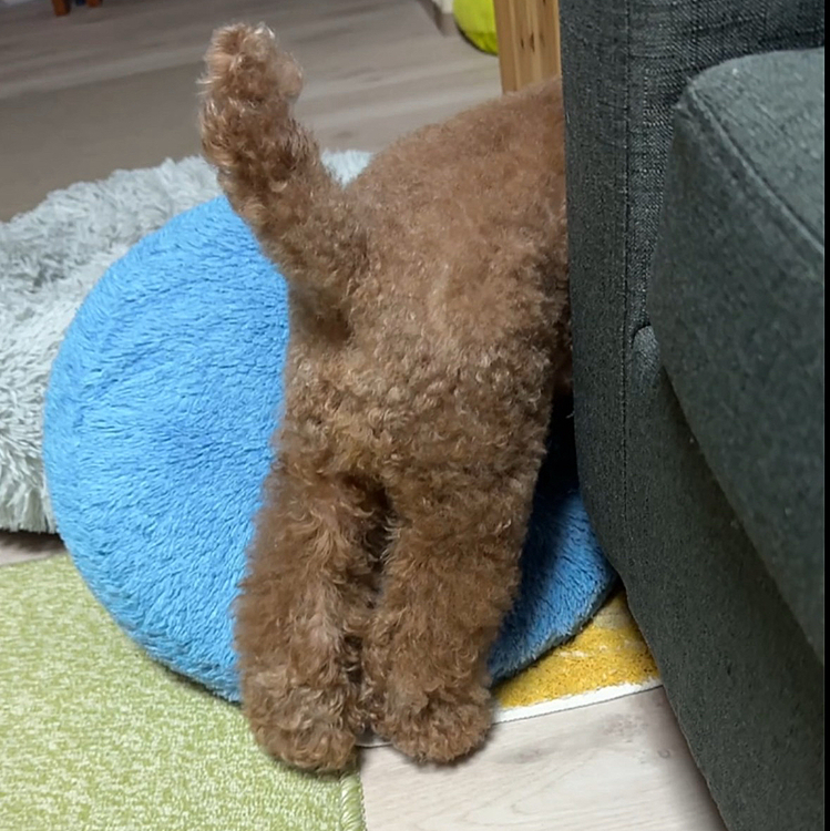後ろ姿が可愛かった❤️







