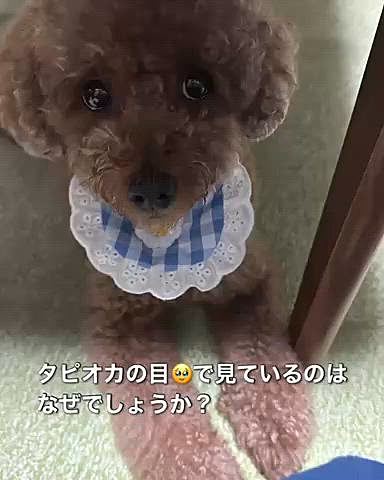 昨日友達と旬の食べ物の話になり、

今日も会社で旬の食べ物の話になり、

会社帰りに秋刀魚と松茸を買って帰りました

茄子とか蓮根とか、ついセールのソーセージセットとかも買ってしまい

通勤電車で座れもせず重たかったです💧

帰ってから、作りたくなくなっちゃって

でも、やっぱり！と作ったので自分としてはよくやったと思います

ライちゃんは秋刀魚を焼いているときからテンション高めでした

なぜもらえると思うのか・・・


