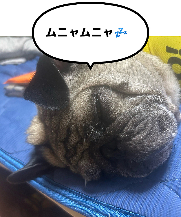 爆睡Milesくん🐶♡♡♡