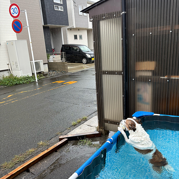 ☔️はタイガー🐯は関係ない😅
プール側道路は30キロ制限
玄関側道路は40キロ制限
床屋💈さんの向こうの道路は50キロ制限