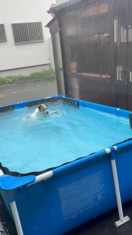 テンション上がるタイガー🐯😅