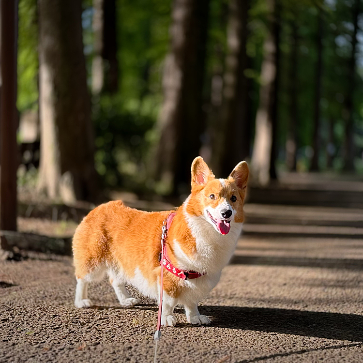 脚の具合も好調で、久々に公園1周しました。本人はもっと歩きたそうです🚶