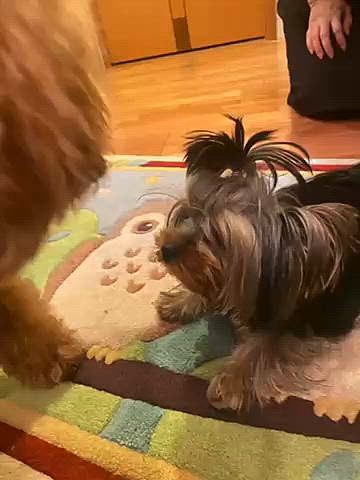 トリマーさん宅の8ヶ月のパピーちゃん元気いっぱいで可愛い💕

まだ猛暑日が続いているハッピー地方なのでまたまたアウトレットへ🚗
そこで首輪見つけました🎶

ばぁば宅では毎度のちゅーる😋
父宅にも寄ろうと思ったのに出掛けていて不在🏠
まぁ元気で何より👴
明日から3回目の抗がん剤治療再開です🏥