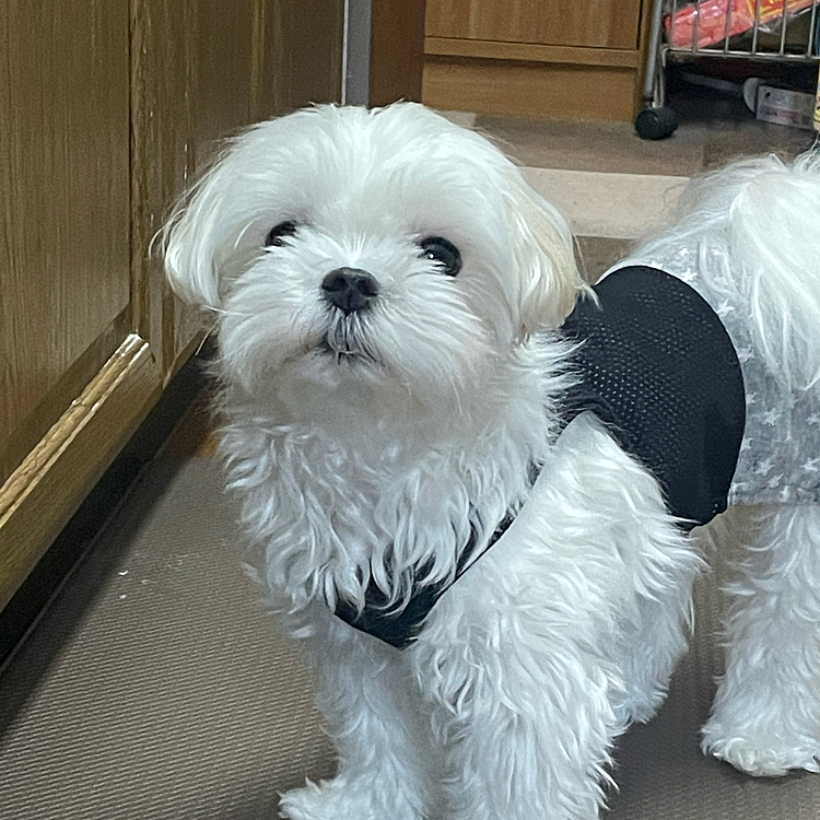 奈々がボサボサ、友達いわく、写真じゃ大きさ分からんから大型犬みたいねって😆たしかに🤭
奈々、週末はトリミング。
明日は仕事休みにしてどこかお散歩行こうかとおもってます。
こうたの居ない空間に奈々も少し戸惑ってる感じがしてます。