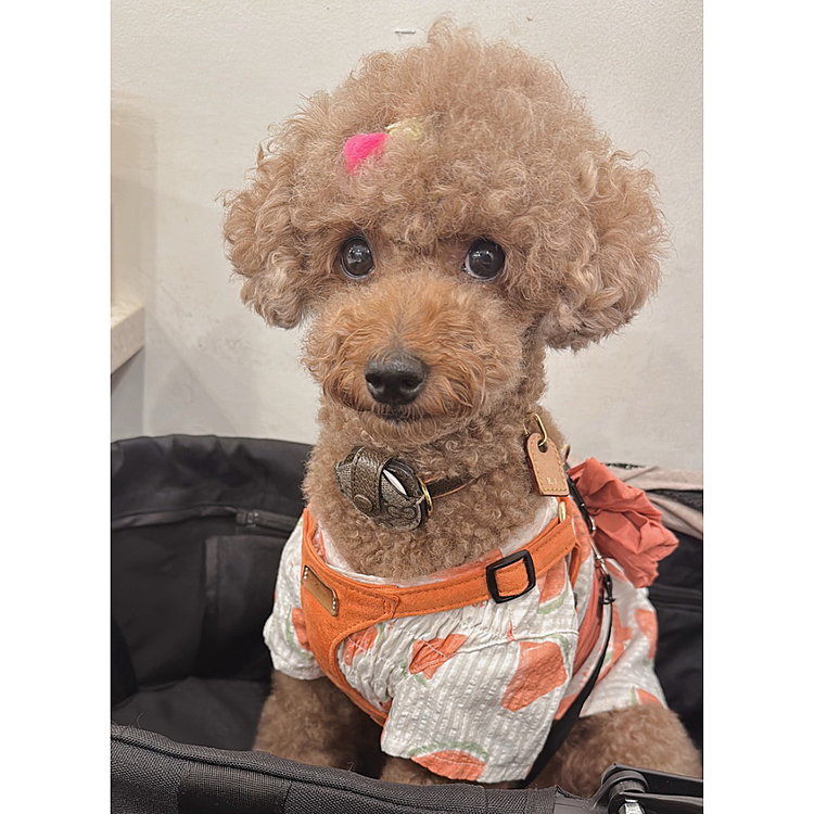 串カツ田中に行ってきました

"わんこはお洋服を着せてください"

と但し書きにあったので

浴衣にしました

電話で聞いてカートでいいと言うのでカートに入ってます

お客さんたちがワンコOKなの知らないみたいで、「あ、ワンちゃん」って言ってました

お風呂も入ってきたよ、キレイだよ

おとなしくしてました

人間のおじ兄さんがうるさくて

帰る時「すみません、うるさい人いて。ワンちゃんこんなにおとなしいのに」って言われちゃった😆

おりこうさんでした




