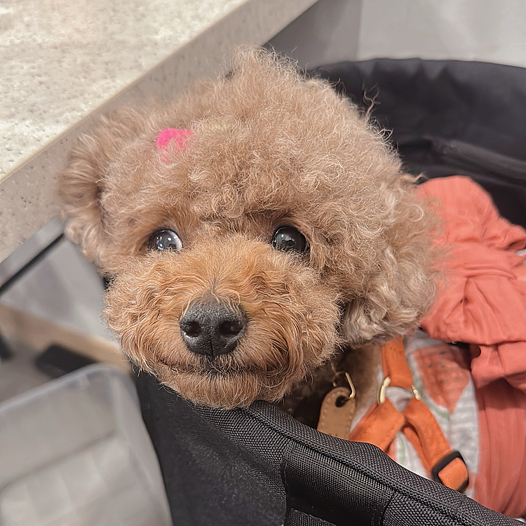 ＂お店で注文したもの、お通しのキャベツを与えないでください"

"ワンちゃんのご飯を与えないでください"

"おやつはOKです"というお店ルール

おやつをもらい終わって退屈なライちゃん






