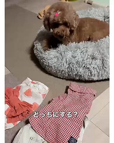 さて、田中に行くよ

どっち着る？

どっちもイヤイヤなライちゃん

「じゃー、行かなくていい」

って言ったら

慌ててカートに入ってました

絶対に置いていかれたくないライちゃん






