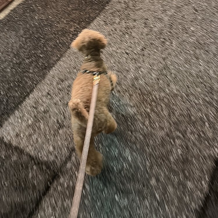 帰りは裸でお散歩しました

雨降る前に夕方の散歩をしたから、

夜の散歩が楽しそう😊






