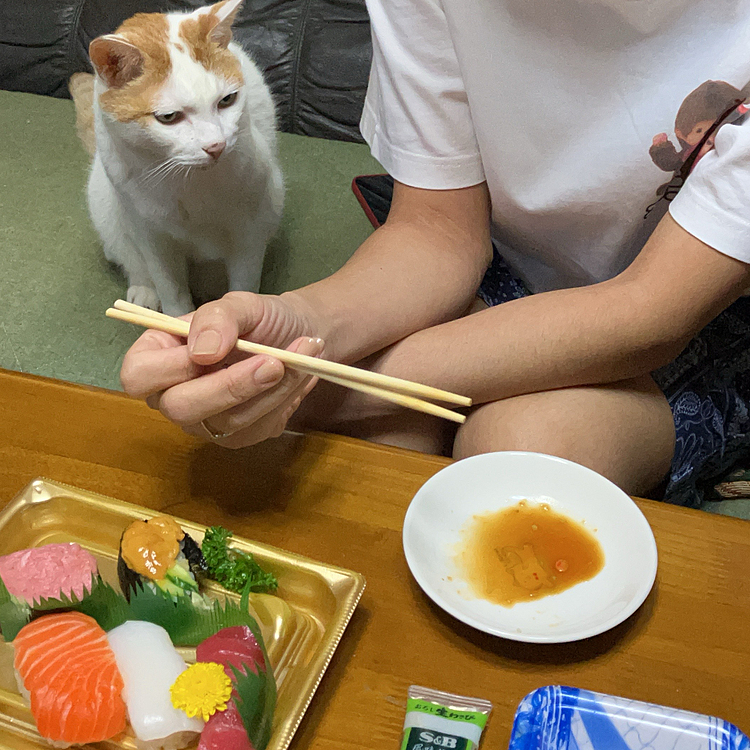 実家の老猫シロちゃん食欲旺盛です♪