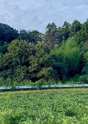 一週間前はセミの鳴き声でしたが、すっかり虫の音に‥🦗