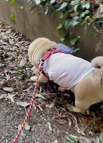 カサカサ落ち葉でスッキリです🍂