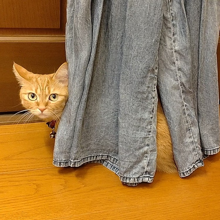 隠れてるの？