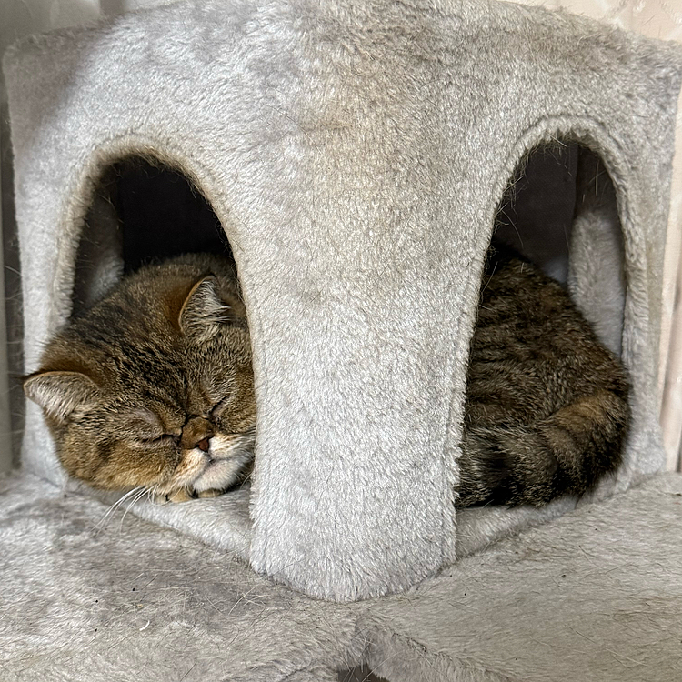 エキゾのあちゃちゃです！
人見知りだけどおっとりさんです！