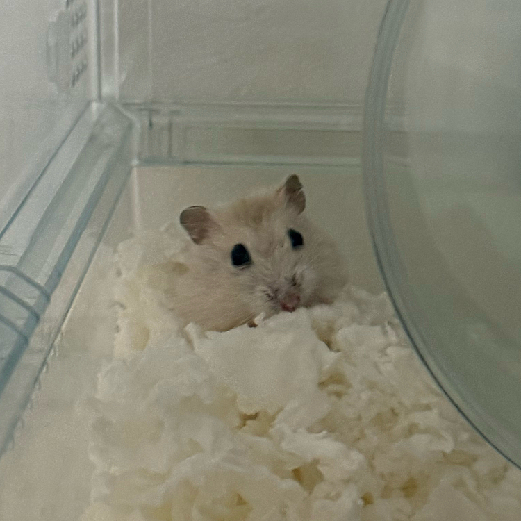 ぷりちゅ〜です！
飼い主の手に登るのが大好き！