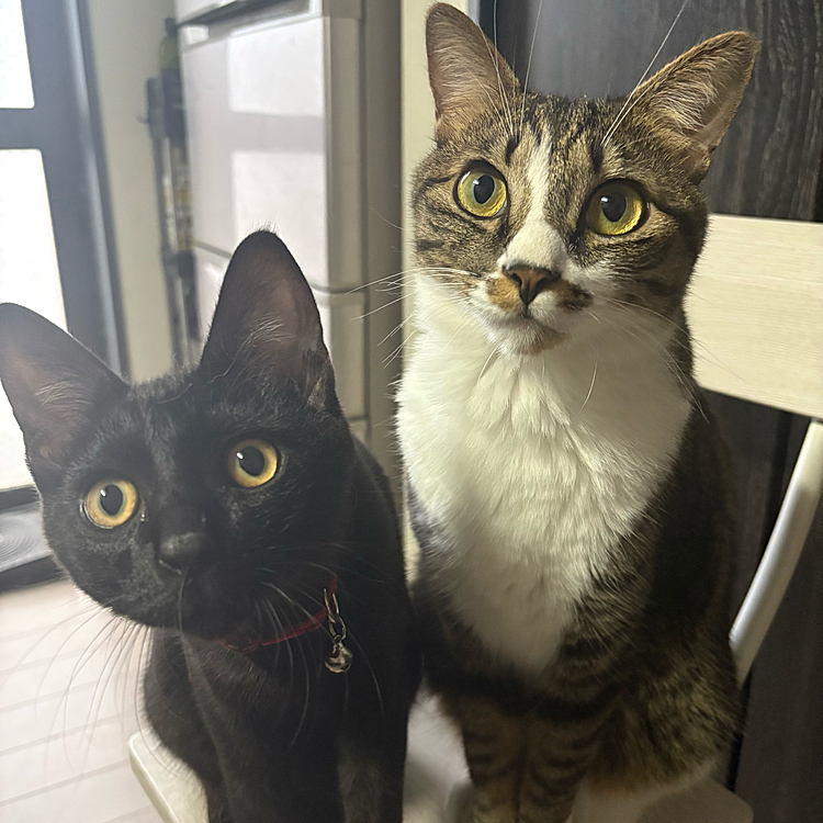 景虎といつも一緒な蕾♡⃛
10/4で半年なのですが…
この子まずまず大きくなる予想でして😇
5ヶ月現在3.4kg
引き取ってから毎月病院連れてってるのですが
1ヶ月で0.6kg増。
てことは来月には4kg(単純計算)
これは、いろよりもおっきくなるぞ…😇