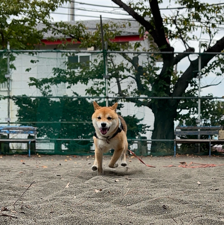 相変わらず走るの大好き☺️
