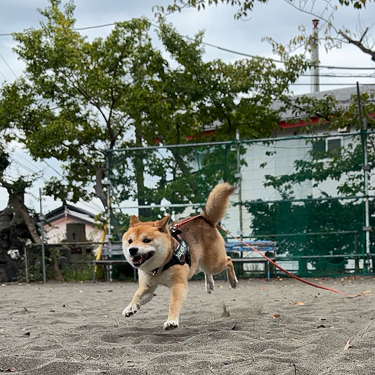 これからもいっぱい走って元気で楽しい毎日を過ごそうね☺️