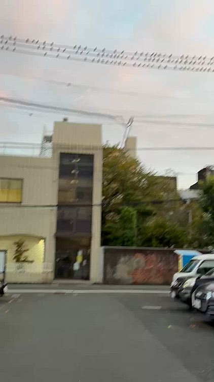 会社駐車場
鳥の数が半端ない😅