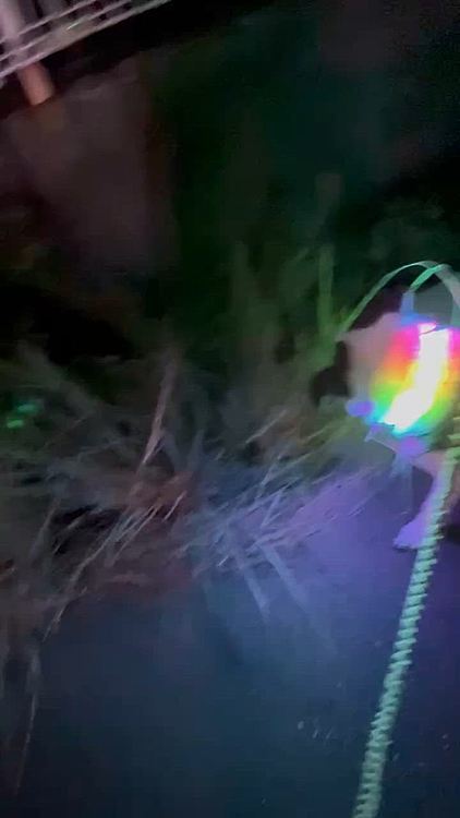 朝からゲロ🤮何箇所も、、😱
バルコニー出ようとして出れずだしてしまったクローゼットの部屋
と、ドックラン出ようとして間に合わなかった階段付近
このままぐったりしてるようなら夕方様子見て病院へ行く予定でしたが、、
元気にサラダバー