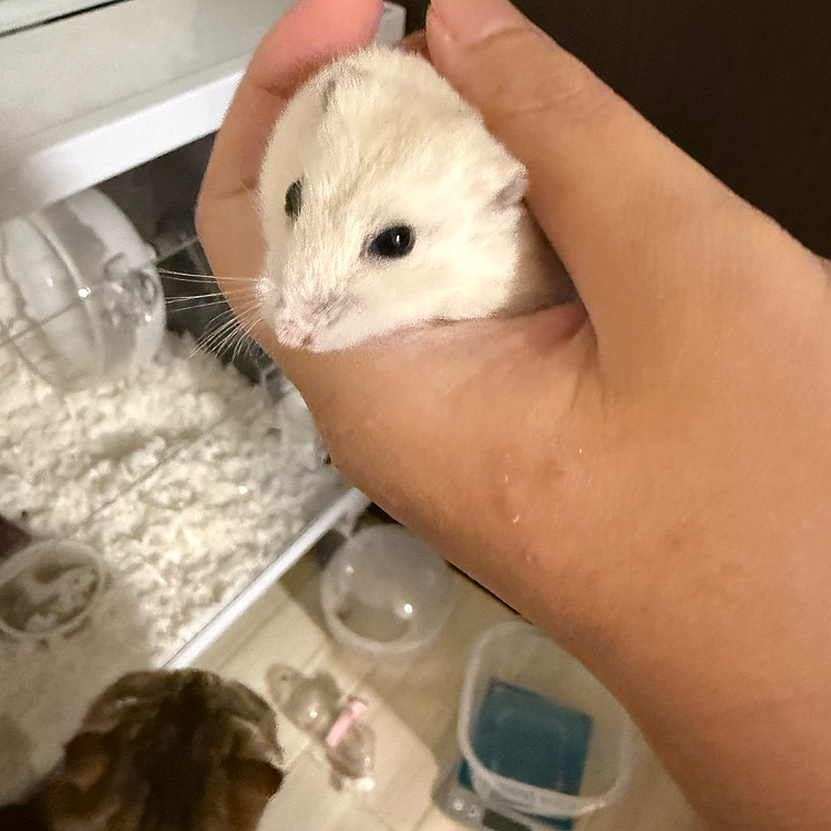 ぷりちゅ〜ちゃんが糖尿病になり、
漢方と食事管理を頑張ってくれています😣
シロップでは溶かせないからとても苦いみたいで
この後ママの手をガブリ！全然いいよーん