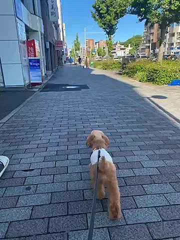 21日はお寺の縁日✨
8時半に出発🐶
こんな時間にお散歩出来る事に感激🥹
この日は31度予報だったので少し心配しましたがずっと大通り沿いなので日陰は涼しくて大丈夫でした🐾
野菜やキムチ、漬物など買いました🍆🥬🧄
4ヶ月ぶりに行ったのですが、キムチも漬物も値上がりしていました😵
パパさんがタコス好きなので週1くらい作るのですが今までトルティーヤをKALDIで買っていたけど手作りしてみた🌮