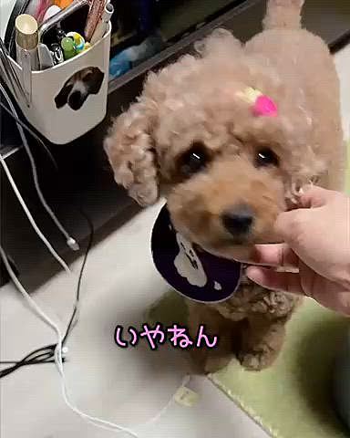 おやつセットも買ってました

それは大丈夫！かつおのサラミというかつおのジャーキーのソフトなカンジ

ちょっとあげるのに良きです







