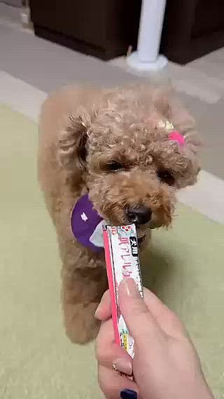 低アレルゲンちゅーる

うまうま❤️







