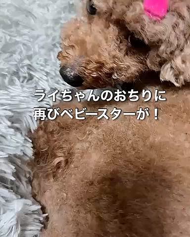 今回、本当にあげたかった動画

トリマーさんが何ヶ月か前に

「ベビースターが生えてるんです」

と摩訶不思議なこと言っていたことが証明されました！

毛穴からこんな長いものが！

ネットで調べたけど、ライちゃんみたいにベビースターが生えてくるわんこは出てこなかったけど

潰してみたら角質でした

アトピーの子に角栓というのが出来やすいらしいです、嚢胞とか

それでしょうね

アトピーなんか・・・・





