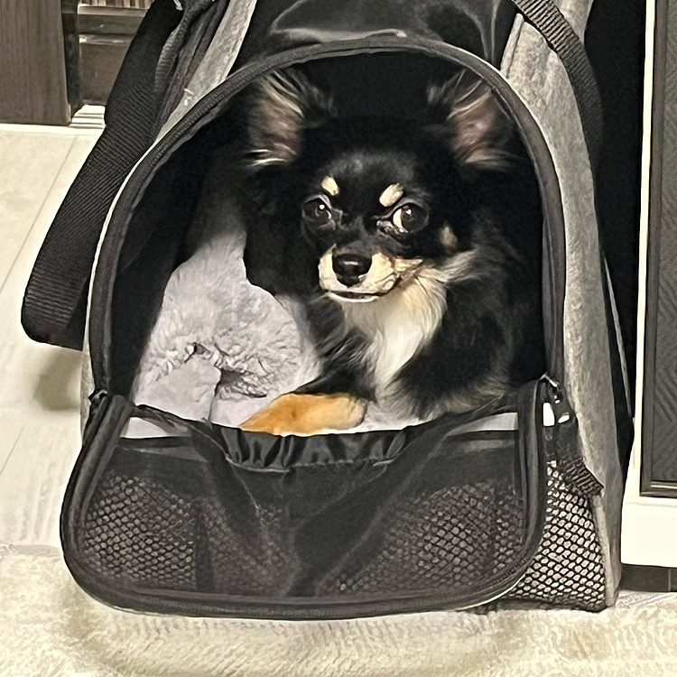 私が出かけようとすると自分も行けると思って準備して待ってます🤣