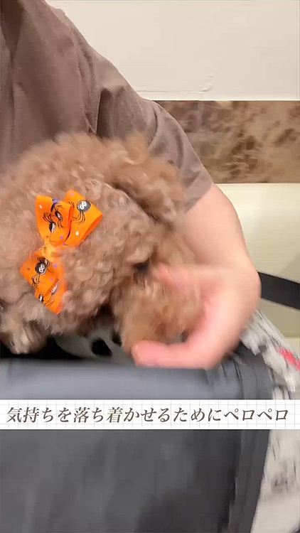 ペロペロしたり、

降りたがったり、

上りたがったり、

鳴いてみたり

して待っていました






