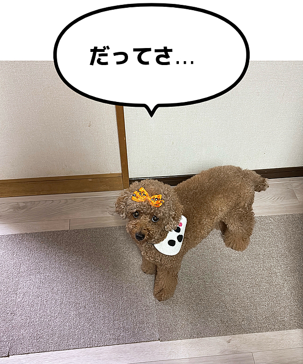 かまってちゃん発動中

踏まれた踏まれない論争

たぶん踏んでません(感触なかったよ)

でも、ものすごく大きな声で鳴きました

かまってほしかったのかな？





