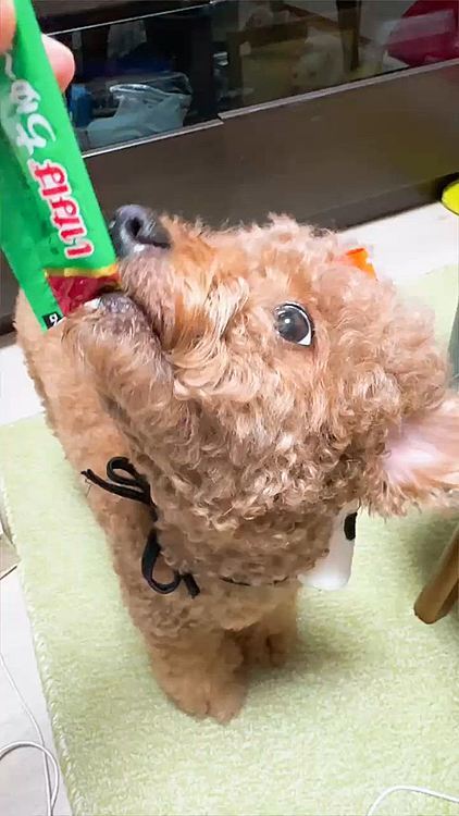 ウシ🐮のよう

ちゅーるで気が済むライちゃん






