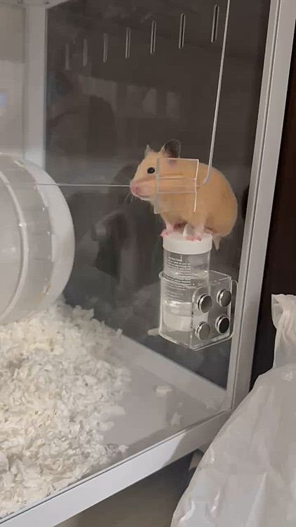 でかちゅ〜ちゃん、いつもそれどうやって登ってるの😆
降りる時のおちりが可愛いね😆