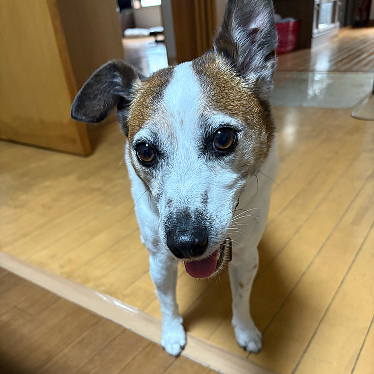 今日は2週間に1度のトリミングに
💕💕💕
真っ白🤗