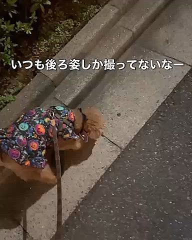 ハロウィン服２、ド派手暗闇で光るワンピースにございます

暗いところではかぼちゃ🎃が光ります

まっくらだと光るのでした

そんな暗いところまでは行かないのでただのド派手ワンピースになりました

お顔が撮れてないなーと追い越して見ようと思ったら

まさかの逆走

絶対わかってやってる










