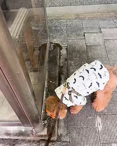 ハロウィン服３、こうもりシャツです

電話ボックスの位置確認って大事！

をしているところです






