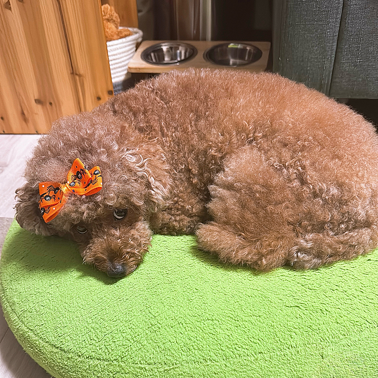 お手手のお薬が強くて吐いてしまいました

病院に電話して聞いたけど

「次の日も吐いたらお薬やめて」って言われました

またカーペットに吐きますか？





