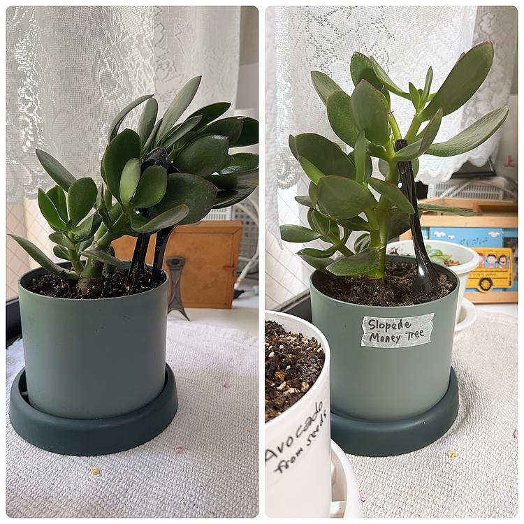 Amazonで買った斜めに生えていた多肉植物🪴

コンビニスプーンの支えのおかげで

こんなに起き上がることができました😊

スプーン側は葉っぱも生えてなくて

ちゃんと起き上がったら、毎日15度くらい向きを変えておけばいいかな







