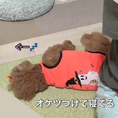 ハロウィン服４、お化け👻ランニング

珍しくくっついて昼寝してます





