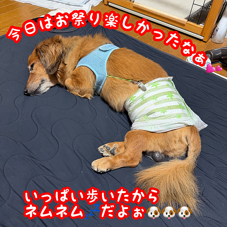 今日は親戚の家の近所でお祭りがあり御神輿まで出るという偶然に遭遇しました💡
ずっと御神輿の後を追っかけていっぱい歩いたのでだいぶ疲れた様です💡
昨日の夜に懸念されたクシャミ連発も詰まってた異物が昨日のうちに取れたのでぐっすり眠れてる様です😊よかったねぇ🥰ココﾁｬﾝ🐶💖