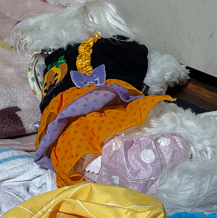 オムツデビューです