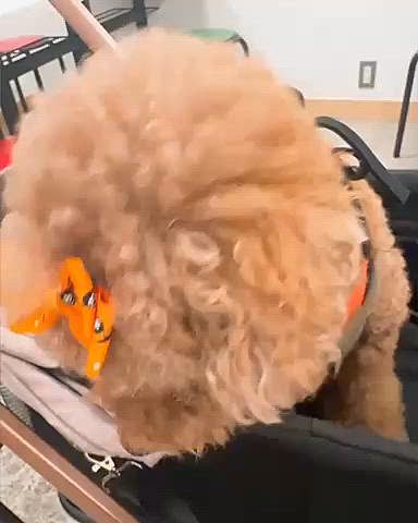 わかりやすい態度なライちゃん






