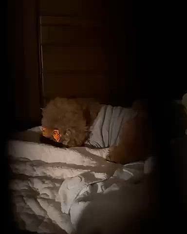 撮ったことさえ忘れていたとゆーか、寝ぼけていた動画です

もうロレツも回らなくなりそうなジュウ号…

散々人の手のひらを舐めて寝るかと思いきや

自分の手を舐め始めたライちゃんに

「寝な」と言ったようです

秋の夜長ぽいかなって




