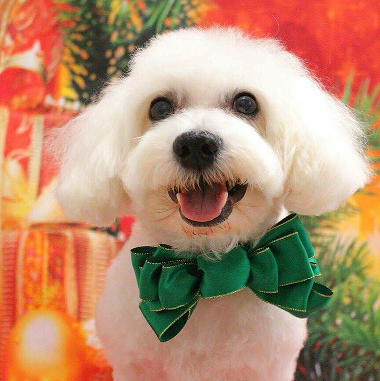 今はお空組の、私の相棒あんこ🩷
私にワンちゃんとの生活の幸せを教えてくれた
本当にお利口さんなビションちゃんです🫶

またワンちゃんとも暮らすのがいつかの夢です😆
