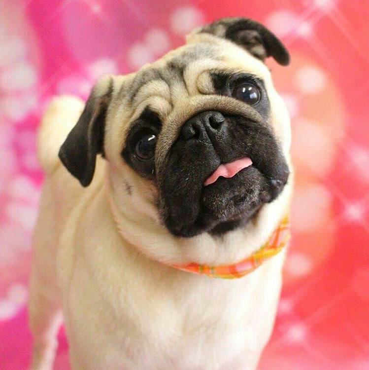 同じくお空組のぶんたです😆🩷
ヒマラヤチーズのガムが大好きな元気っ子🧀
お散歩も永遠に歩けるくらい一緒に楽しんだね！