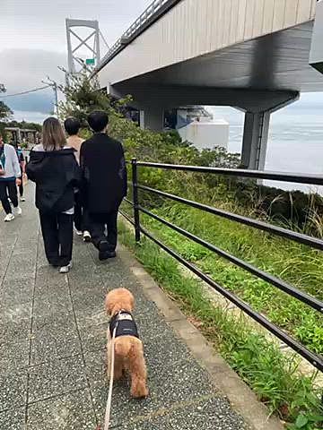 最終日は渦の道へ🌀
鳴門大橋の一部分が歩けるようになっていて🐶🆗
この日は大潮で満潮は9時20分なのでその時間目指して向かいました🚗
イメージしたほど大きな渦は出来ていませんでしたが潮の流れがダイナミックであちこちに小さな渦が出来ているのは見れて楽しかったです♪
雨もパラついてきたので神戸三田のアウトレットへ行きました🛍️